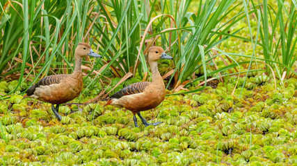 Two Lesser Whistling Ducks wading on a field of water lettuce, looking into a distance