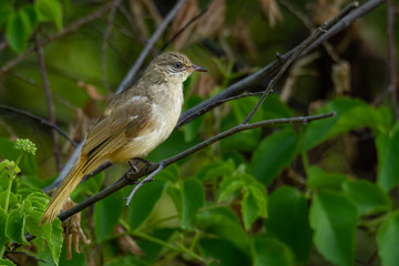 Streak-eared Bulbul perching on a branch looking into a distance