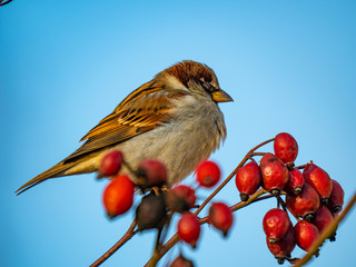 Sparrow. Sparrows close-up. Sparrows on the branches. Birds on a tree. Little birds. Macro