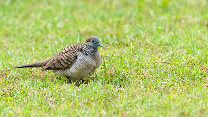 Zebra Dove walking on lawn of fresh green grass