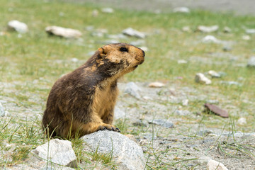 Ladakh, India - Jul 15 2019 - Himalayan marmot at Between Pangong Tso and Chang La Pass in Ladakh, Jammu and Kashmir, India.