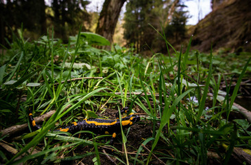 Feuersalamander im Gras