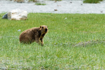 Fototapeta premium Ladakh, India - Jul 15 2019 - Himalayan marmot at Between Pangong Tso and Chang La Pass in Ladakh, Jammu and Kashmir, India.