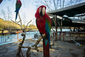 Two colorful tropical parrot stands on the tree branch in the natural park near the river.