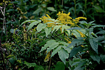 yellow flowers in the garden