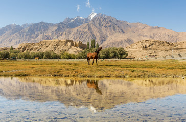 Located 3.500m above the sea level, and last city before the border with Pakistan, Tashkurgan is...