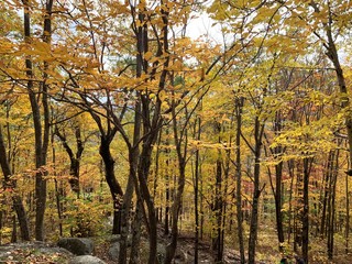 autumn in the forest, New Hampshire