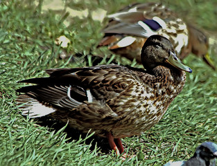 duck on grass