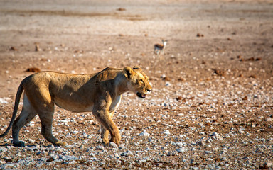 lion female walking through stony terrain