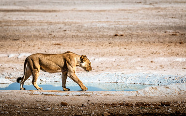 female lion walking with water in the background
