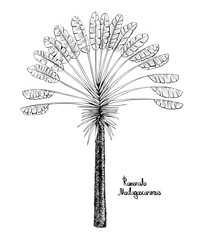 Palm Ravenala madagascariensis.  Black and white drawing of an exotic  traveller's tree.