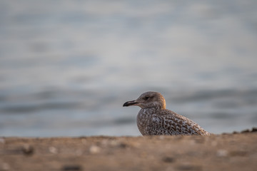 a juvenile seagull enjoying lonely moment