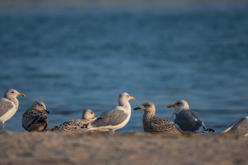 a group of mixed age seagulls at shore