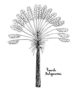 Palm Ravenala madagascariensis.  Black and white drawing of an exotic  traveller's tree.