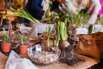 Gardener planting spring flower