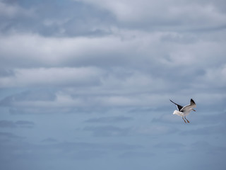 Close-up of a seagull at the German North Sea coast