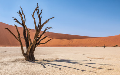 Sossusvlei tree in the dessert with dunes in the background