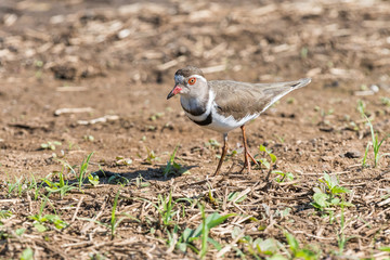 Three-banded Plover, Charadrius tricollaris