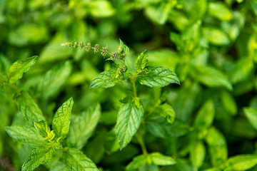 Organic peppermint plant with flowers