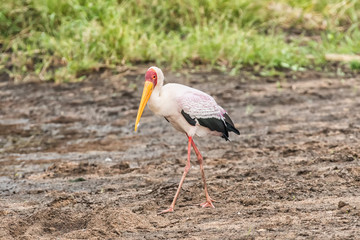 Yellow-billed stork, Mycteria ibis, walking