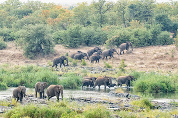 Fototapeta premium African elephants crossing the Olifants River