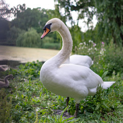 two swans on the lake