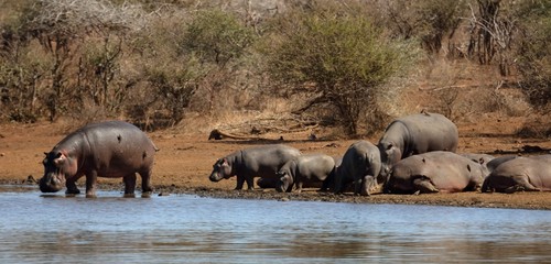 Hippos drinking water