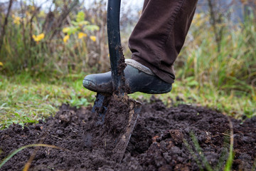 Shovel is stuck in black wet earth, man is digging bed, leg in dirty galoshes is visible. Tending garden