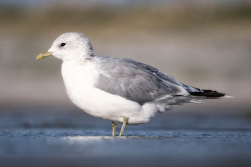 Close-up of a seagull at the German North Sea coast