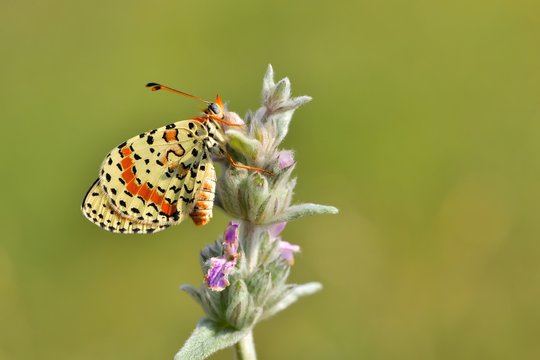 Melitaea didyma  804