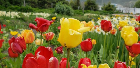 Fototapeta na wymiar Tulips, summer flowers in Ushuaia