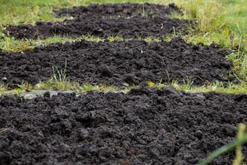 Freshly dug beds, black loose earth among the grass. Tending  garden before winter, autumn work. Selective focus