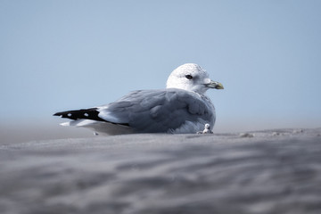 Close-up of a seagull at the German North Sea coast