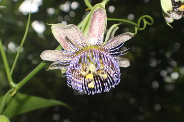 Flor de guate