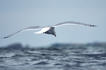 Fototapeta premium Close-up of a seagull at the German North Sea coast
