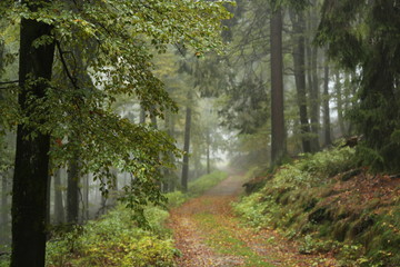 path in the forest