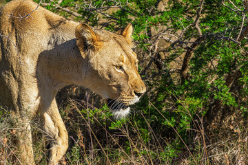Portrait von einem Raubtier, Löwin leaena Seitenansicht von links nach rechts schauend im Hintergrund Büsche und Gras