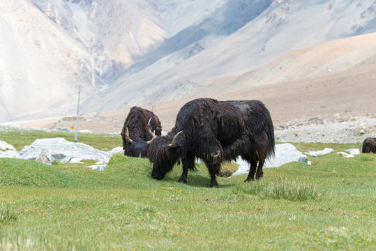 Ladakh, India - Jul 15 2019 - Yak at Between Pangong Tso and Chang La Pass in Ladakh, Jammu and Kashmir, India.