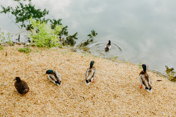 Ducks on the shore of a lake