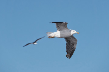 Close-up of a seagull at the German North Sea coast
