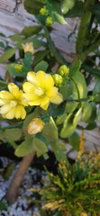 yellow flowers in garden