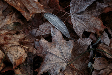 frost on autumn fallen brown leaves of maple and willow