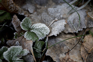 frost on autumn fallen brown leaves and grass
