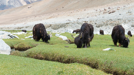 Ladakh, India - Jul 15 2019 - Yak at Between Pangong Tso and Chang La Pass in Ladakh, Jammu and Kashmir, India.