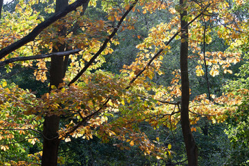 frêt de senart végétation