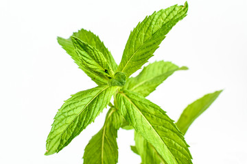 Fresh leaves of green mint isolated on white background, side view of healthy vegan food