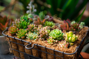 plants in pots