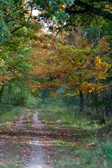 frêt de senart végétation