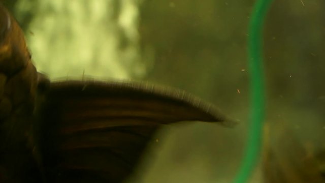 Extreme Close Up Of The Dorsal Fin Of A Black Suckermouth Catfish Blue Eyed Common Pleco Sitting On The Side Glass Of An Aquarium