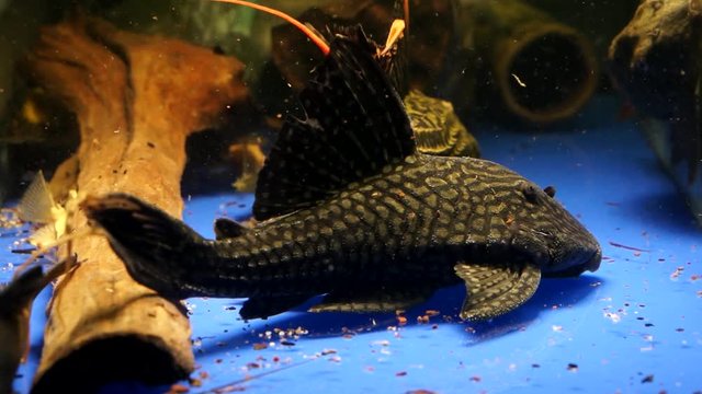 Big Suckermouth Catfish Common Pleco Sitting On The Blue Bottom Of A Aquarium Tank With Food Floating Around